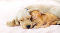 Why DHA is Essential for Puppies & Kittens