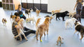 The Benefits of Doggy Daycare – Is It Right for Your Pet?