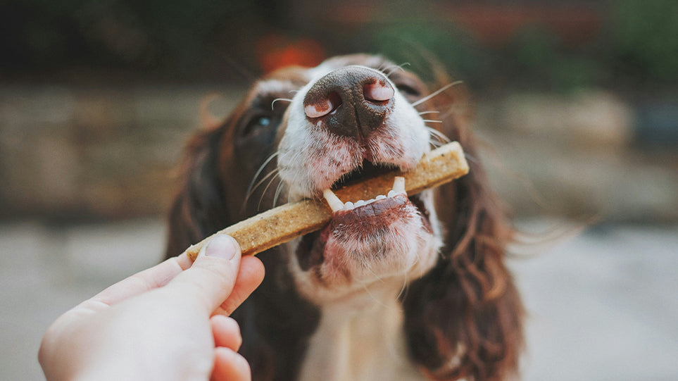 Common Human Foods You Dog Should Avoid Korure Pets