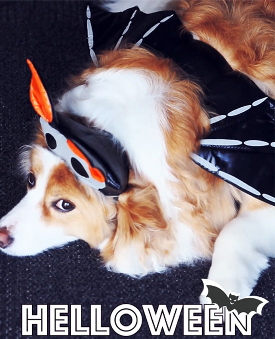 Halloween Pumpkin Latte for Dogs – A Festive &amp; Healthy Treat
&ndash; Korure Pets