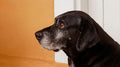 supporting senior pets mobility and comfort - Blog