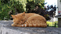 Understanding Your Cat’s Sleeping Positions & What They Mean