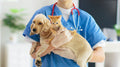 How to Make Vet Visits Less Stressful for Your Pet