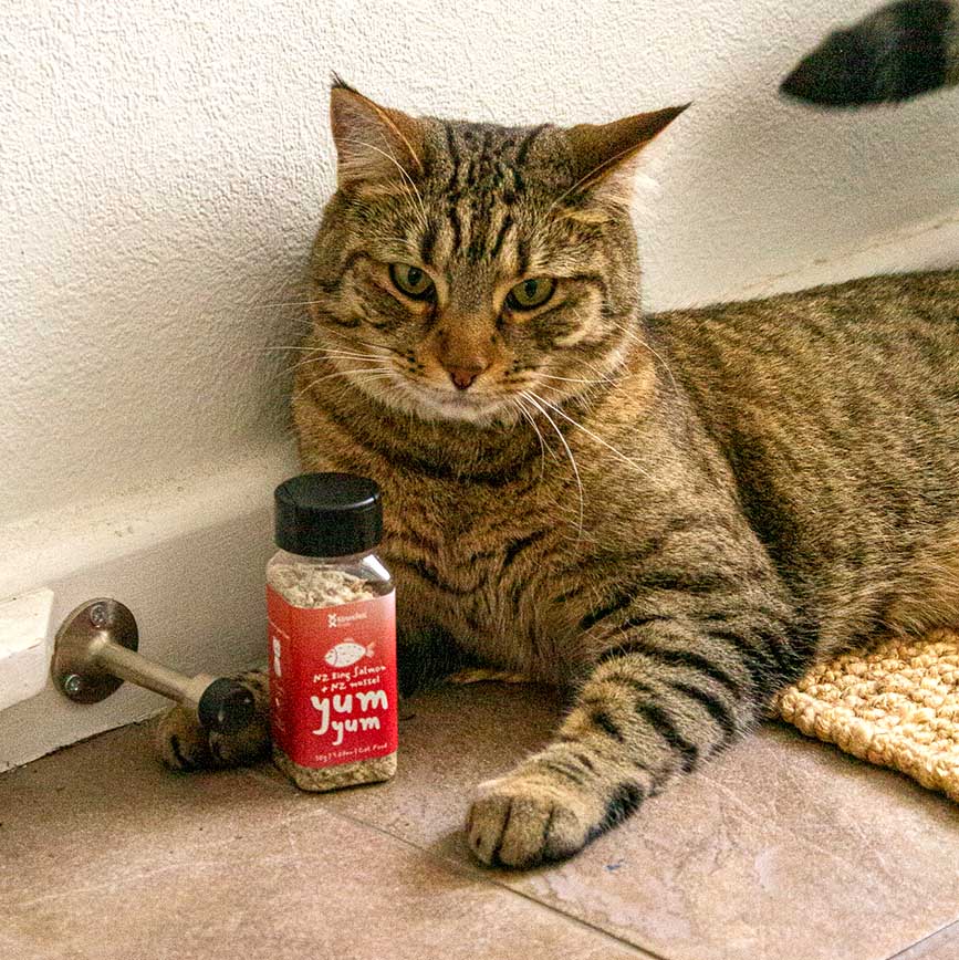 Cat yum yum NZ King Salmon