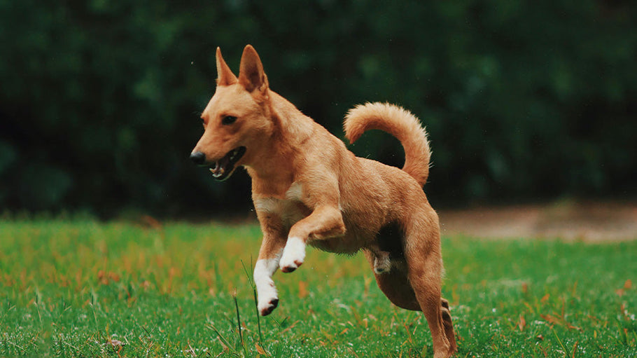 How to boost your pets immune system naturally - Blog