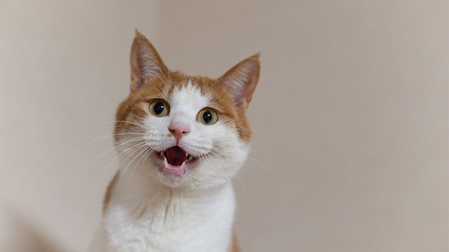 Understanding Why Your Cat is Meowing So Much