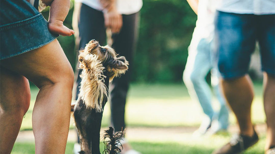 How to Stop Your Dog from Jumping on Guests