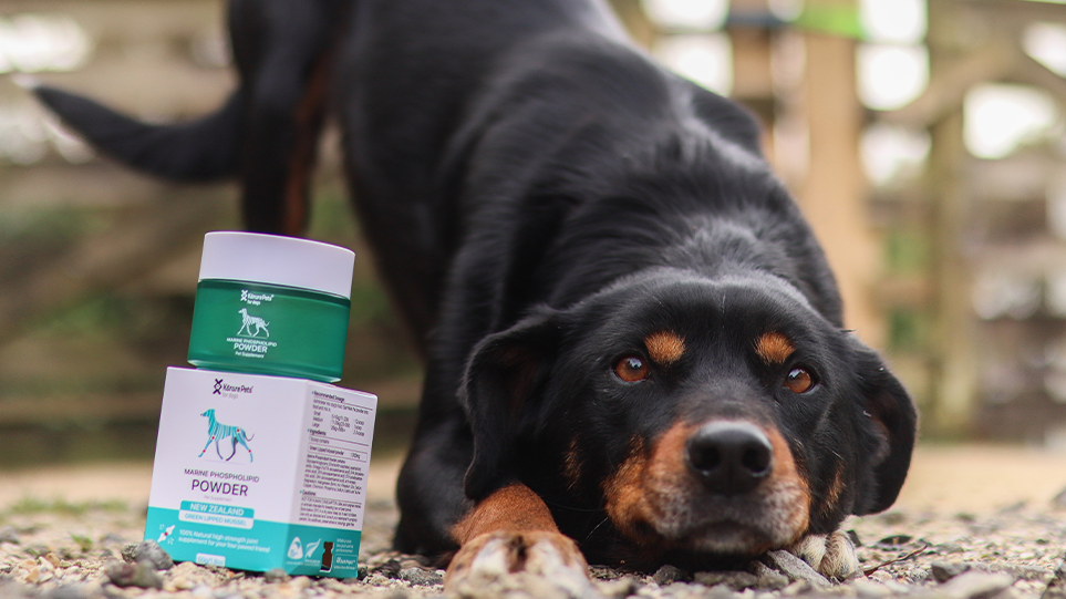 How to Choose the Right Supplements For Your Pets – Korure Pets