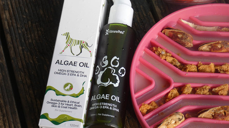 The Best Omega-3 for Pets: Understanding the Source