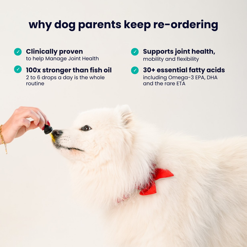 Dog NZ Green Lipped Mussel Oil