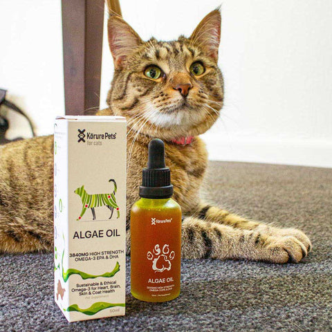 Christmas Green Bundle *CAT*