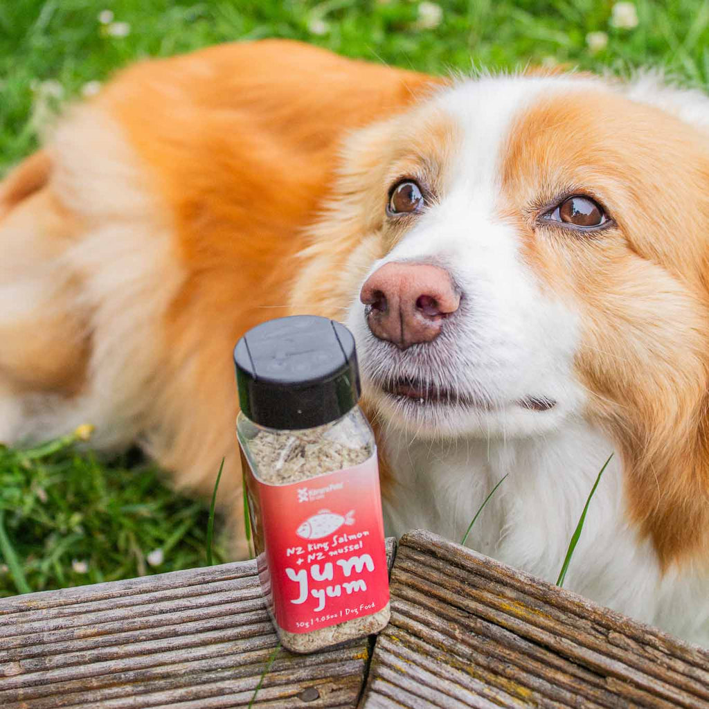 Dog yum yum NZ King Salmon