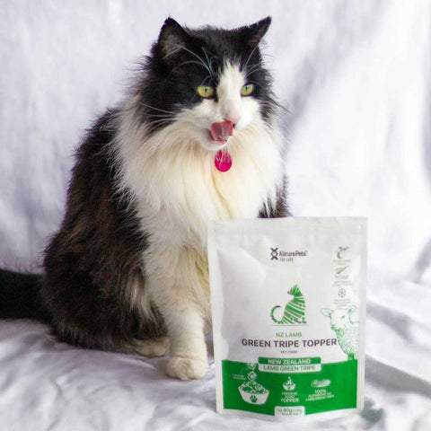 Christmas Green Bundle *CAT*