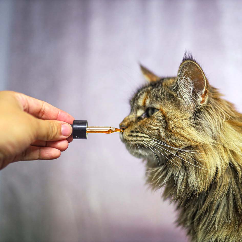 Green Lipped Mussel Powder Green Lipped Mussel Powder